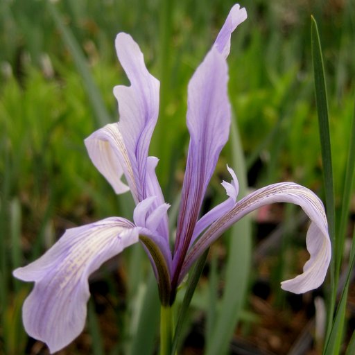 Iris lactea - Click Image to Close